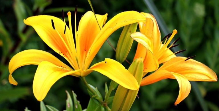 lily, flowers, early